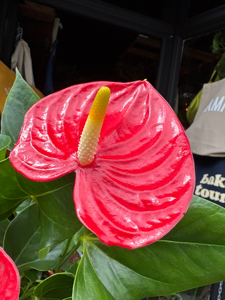 Anthurium Andraeanum Esudo, or Flamingo Flower or Laceleaf, outside Urban Tropicana’s store in Chiswick, London