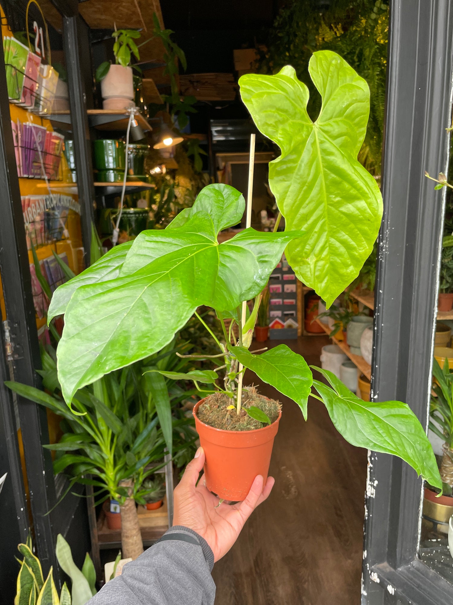 A Anthurium Balaoanum plant in front of Urban Tropicana&