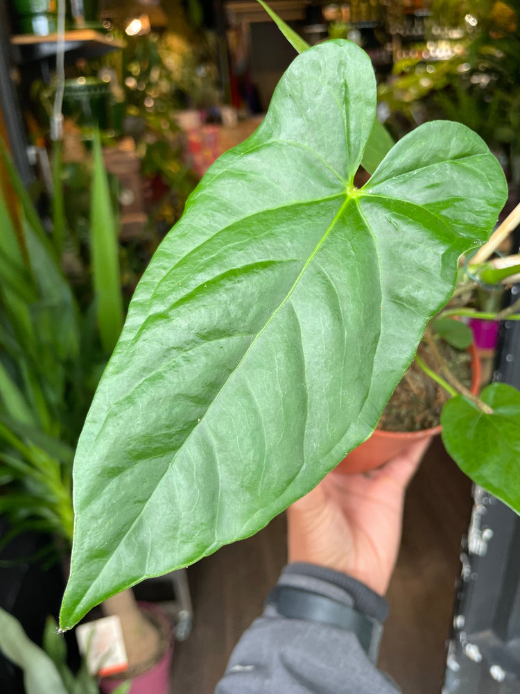 A Anthurium Balaoanum plant in front of Urban Tropicana&