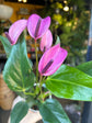 A Anthurium Champion Zizou plant in front of Urban Tropicana&