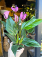 An Anthurium Champion Zizou plant in front of Urban Tropicana&