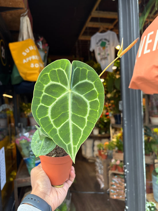An Anthurium clarinervium plant, with dark green heart-shaped leaves and striking white veins, displayed in front of Urban Tropicana’s Plant Shop in Chiswick, London