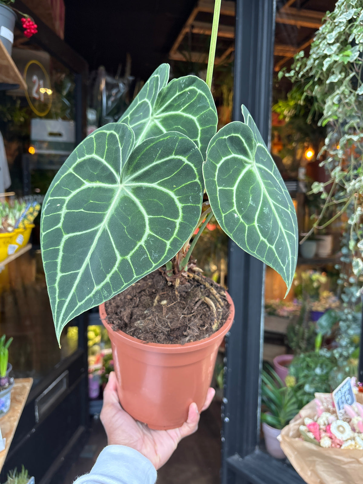 An Anthurium Clarinervium plant in front of Urban Tropicana’s Plant Shop in Chiswick London