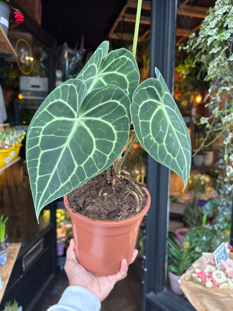An Anthurium Clarinervium plant in front of Urban Tropicana’s Plant Shop in Chiswick London