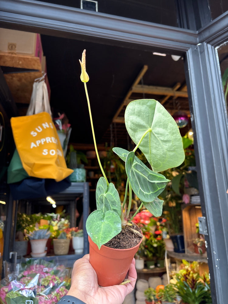 An Anthurium clarinervium plant, with dark green heart-shaped leaves and striking white veins, displayed in front of Urban Tropicana’s Plant Shop in Chiswick, London