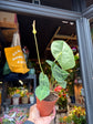An Anthurium clarinervium plant, with dark green heart-shaped leaves and striking white veins, displayed in front of Urban Tropicana’s Plant Shop in Chiswick, London