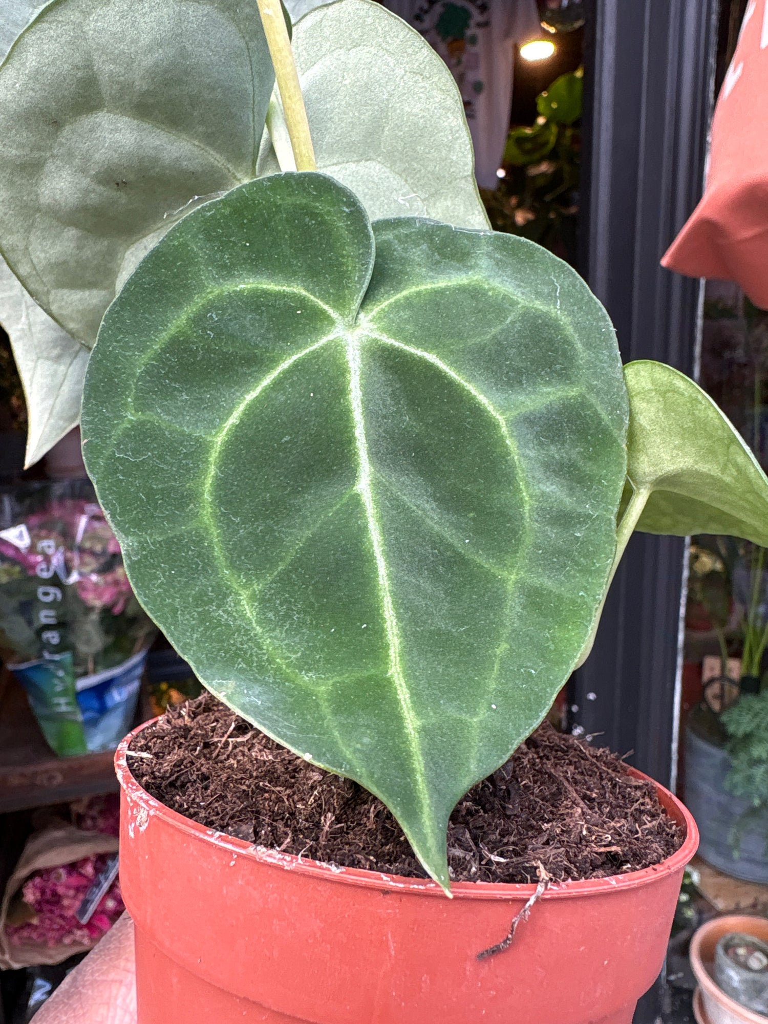 An Anthurium clarinervium plant, with dark green heart-shaped leaves and striking white veins, displayed in front of Urban Tropicana’s Plant Shop in Chiswick, London