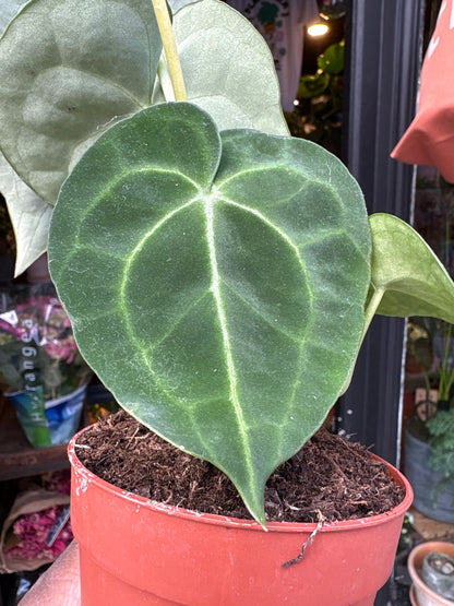 An Anthurium clarinervium plant, with dark green heart-shaped leaves and striking white veins, displayed in front of Urban Tropicana’s Plant Shop in Chiswick, London