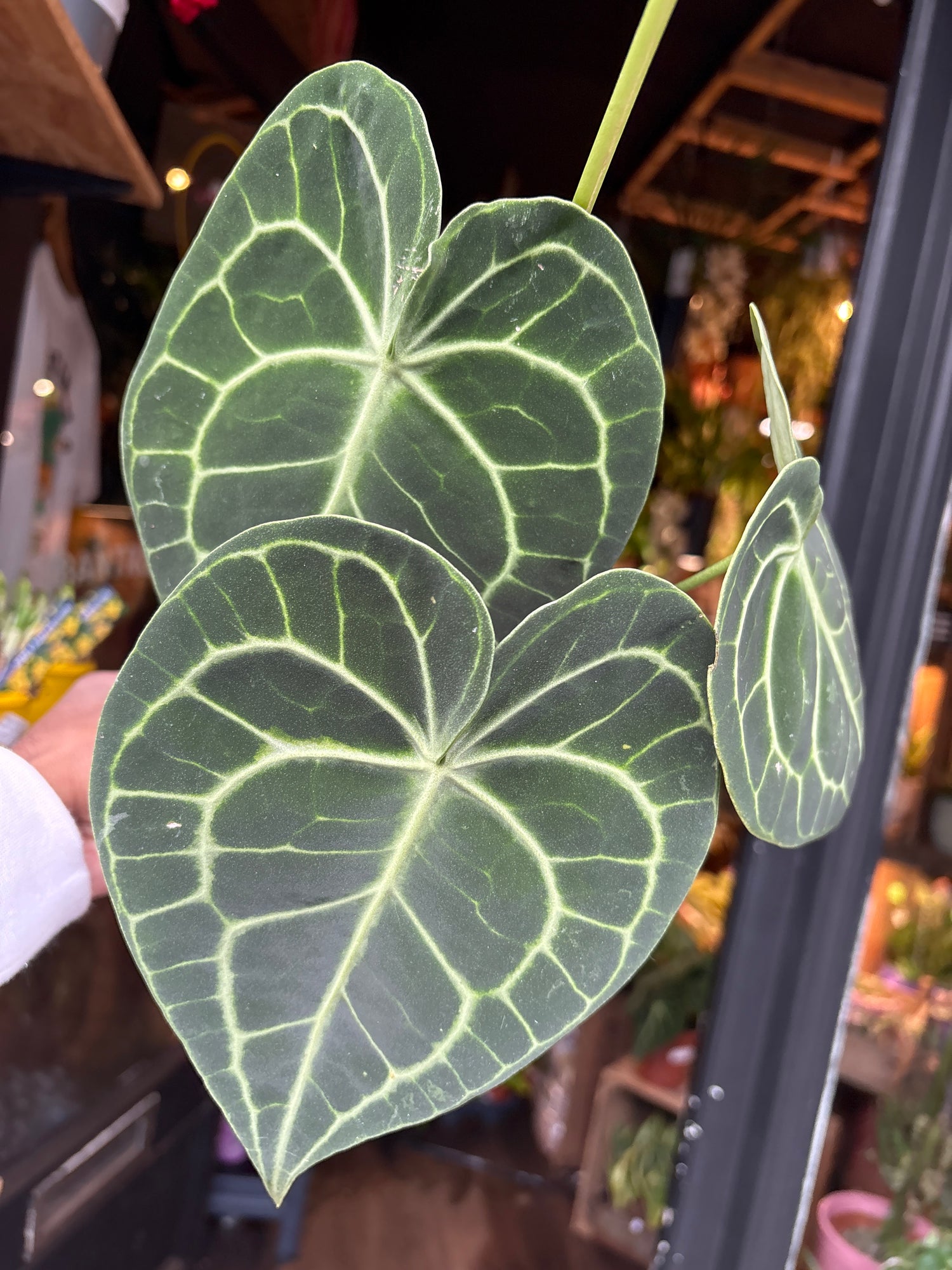 An Anthurium Clarinerviumplant in front of Urban Tropicana’s Plant Shop in Chiswick London