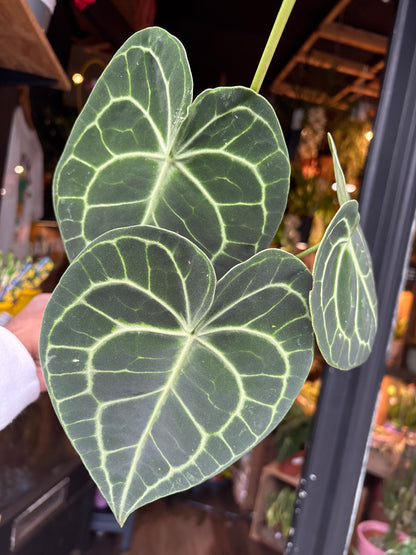 An Anthurium Clarinerviumplant in front of Urban Tropicana’s Plant Shop in Chiswick London