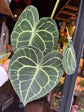 An Anthurium Clarinerviumplant in front of Urban Tropicana’s Plant Shop in Chiswick London