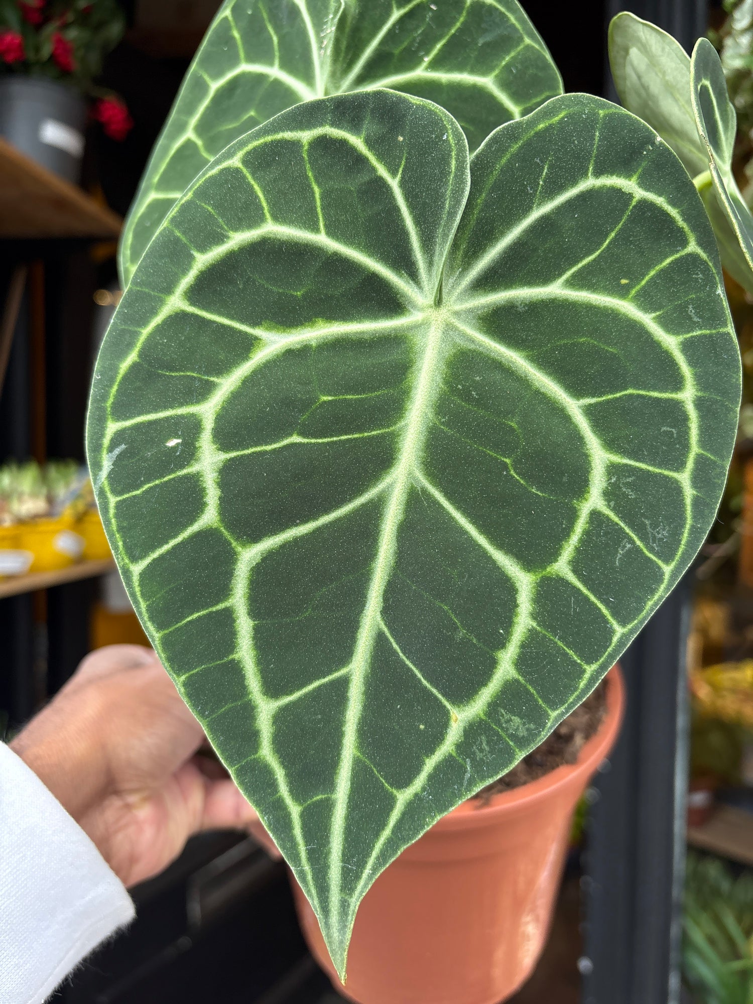 An Anthurium Clarinervium plant in front of Urban Tropicana’s Plant Shop in Chiswick London