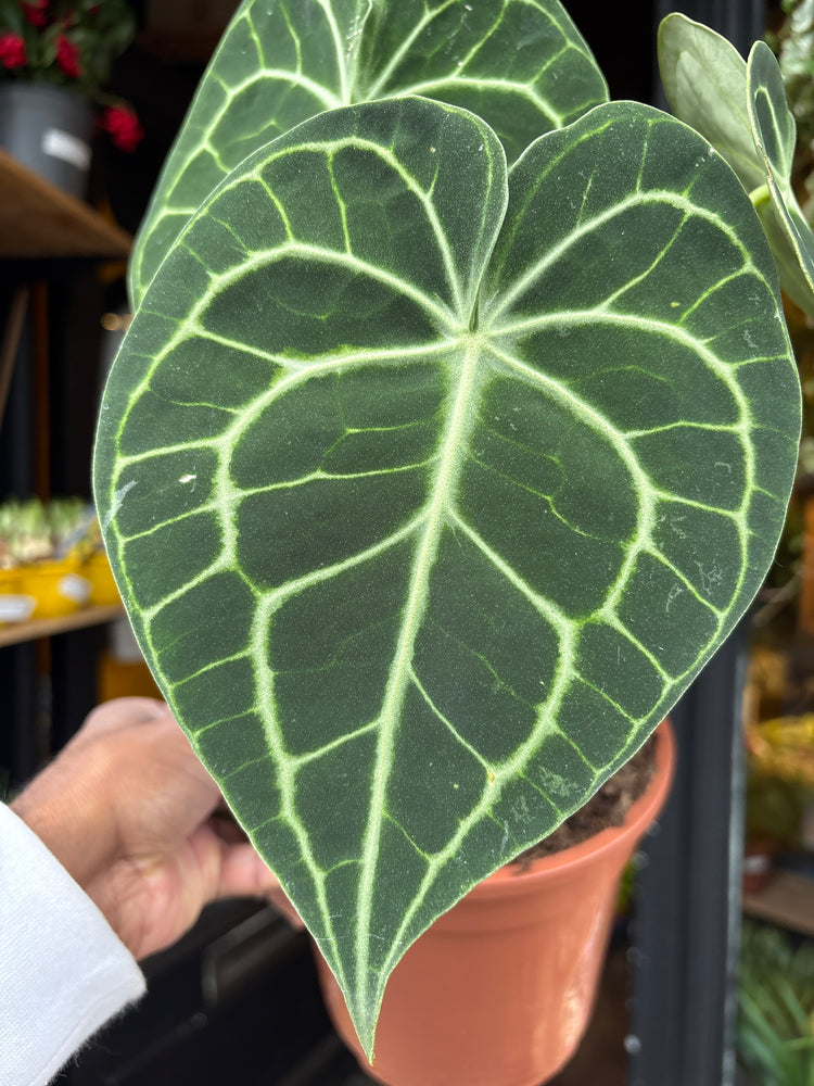 An Anthurium Clarinervium plant in front of Urban Tropicana’s Plant Shop in Chiswick London