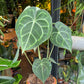 A Anthurium Clarinervium plant also know as Velvet Cardboard Anthurium in the Plant Shop in Chiswick London