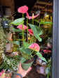 An Anthurium Colorado plant in front of Urban Tropicana’s Plant Shop in Chiswick London