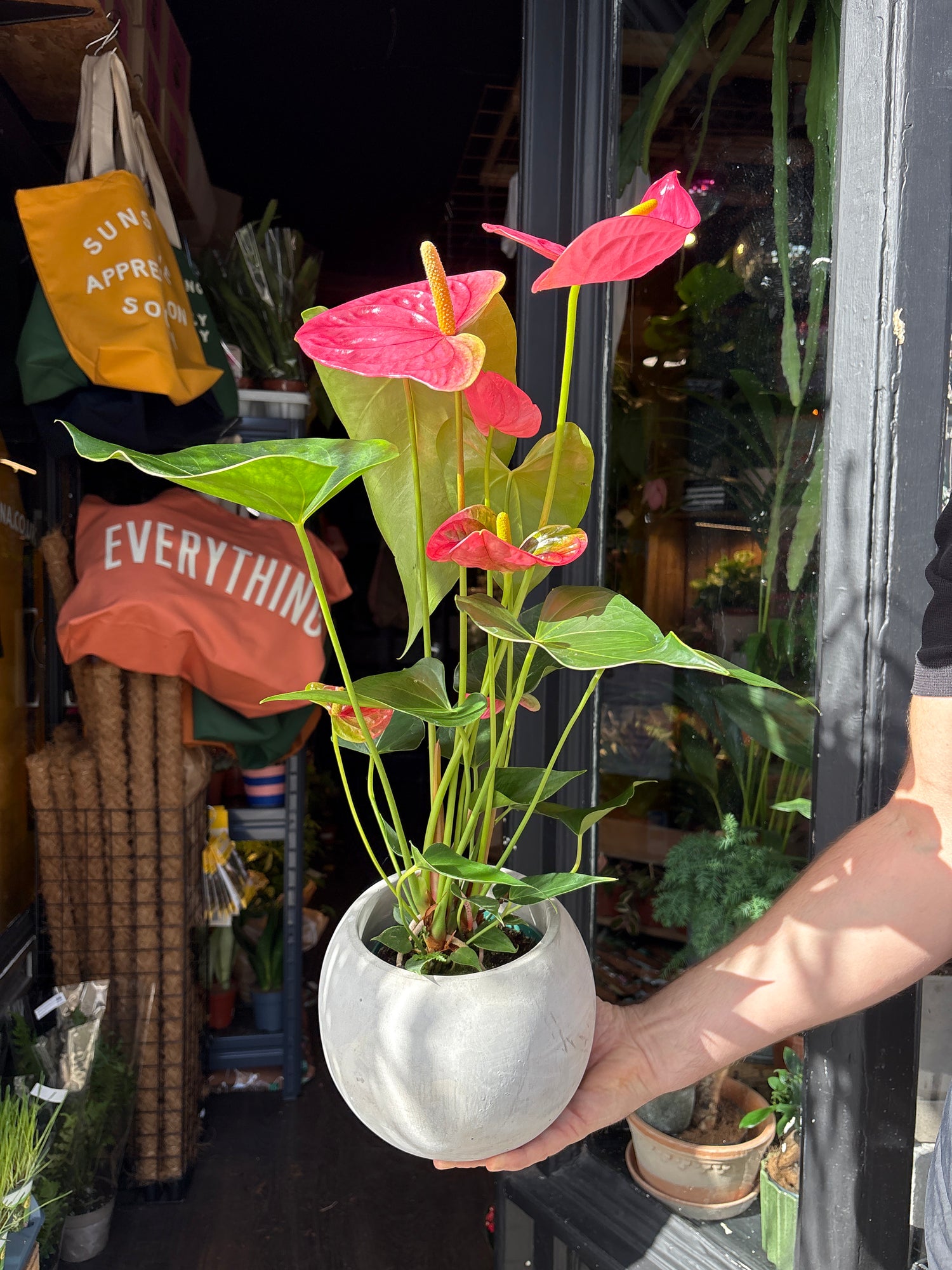 An Anthurium ‘Colorado’ plant, with glossy green leaves and bright red spathes, displayed in front of Urban Tropicana’s Plant Shop in Chiswick, London