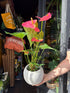 An Anthurium ‘Colorado’ plant, with glossy green leaves and bright red spathes, displayed in front of Urban Tropicana’s Plant Shop in Chiswick, London