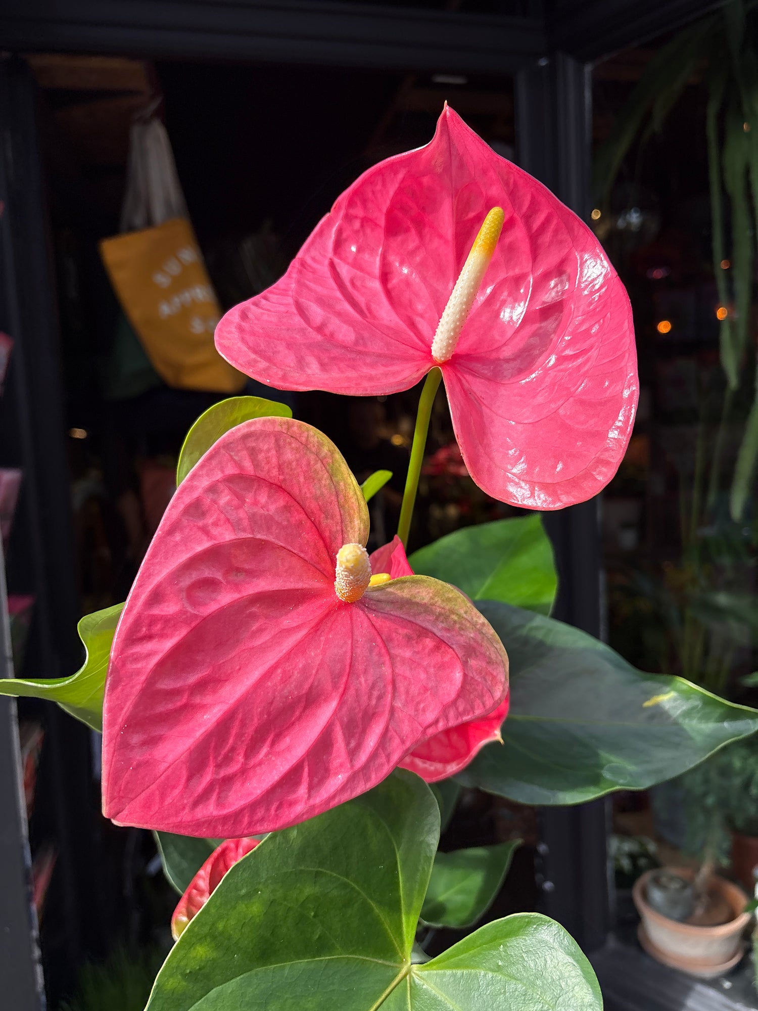 An Anthurium ‘Colorado’ plant, with glossy green leaves and bright red spathes, displayed in front of Urban Tropicana’s Plant Shop in Chiswick, London