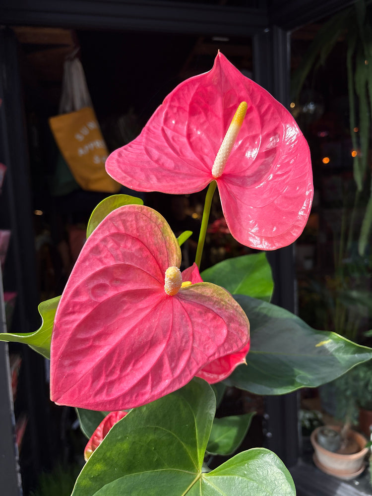 An Anthurium ‘Colorado’ plant, with glossy green leaves and bright red spathes, displayed in front of Urban Tropicana’s Plant Shop in Chiswick, London