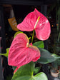 An Anthurium ‘Colorado’ plant, with glossy green leaves and bright red spathes, displayed in front of Urban Tropicana’s Plant Shop in Chiswick, London
