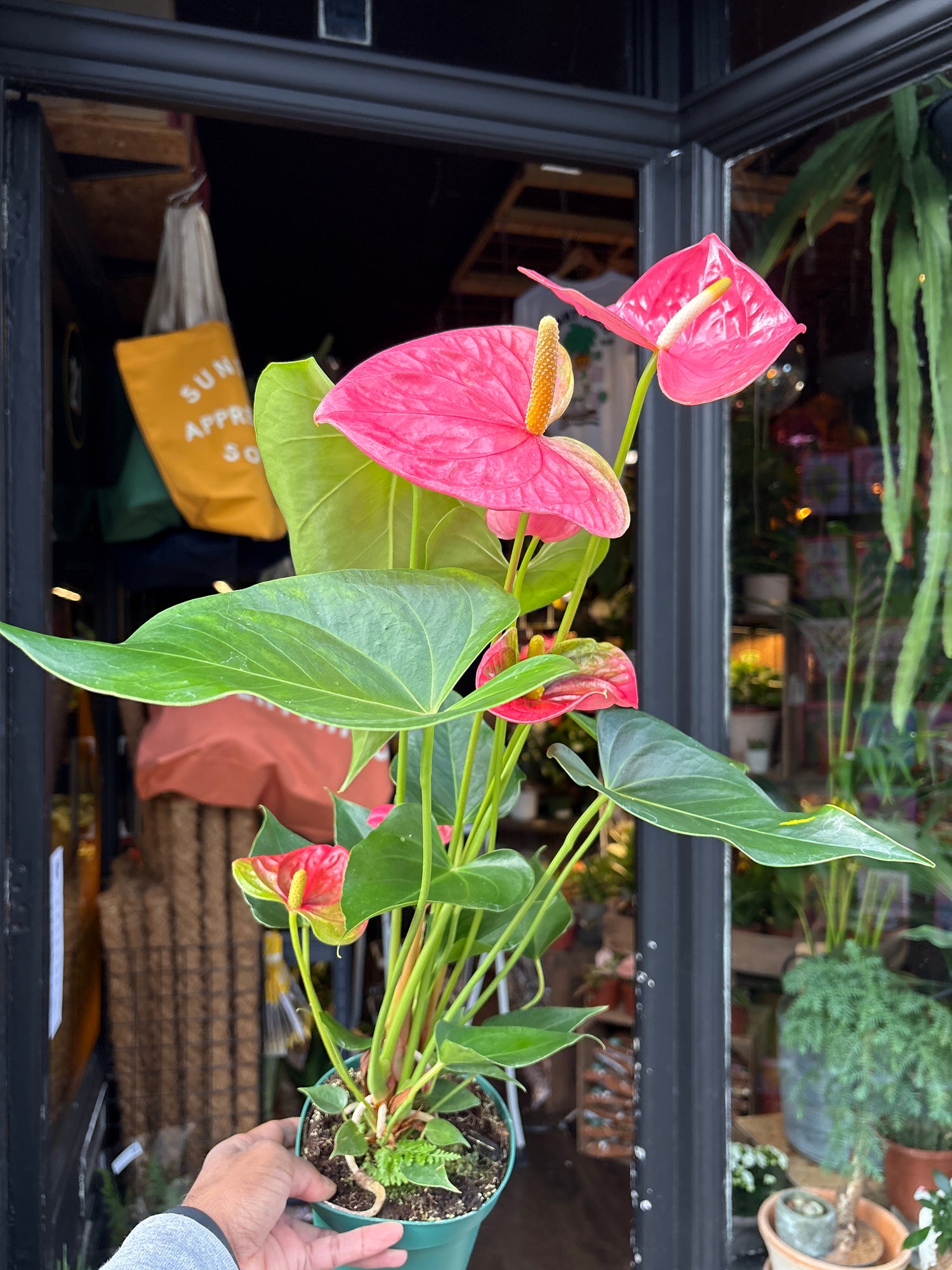 anthurium colorado pink Anthurium Colorado - House Plants - Plant Shop
