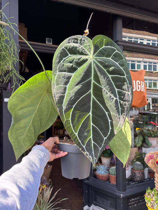 Anthurium crystallinum with large, velvety dark green leaves and prominent white veining, displayed in a nursery pot at Urban Tropicana plant shop, Chiswick, London