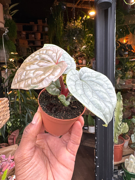 An Anthurium Luxurians plant in front of Urban Tropicana’s Plant Shop in Chiswick London