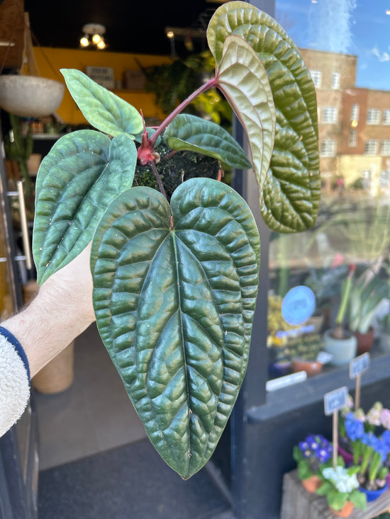A Anthurium Luxurians X Radicans plant in front of Urban Tropicana’s Plant Shop in Chiswick London