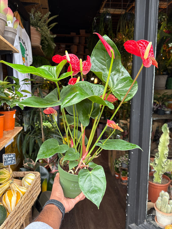 An Anthurium Madural Red plant in front of Urban Tropicana’s Plant Shop in Chiswick London