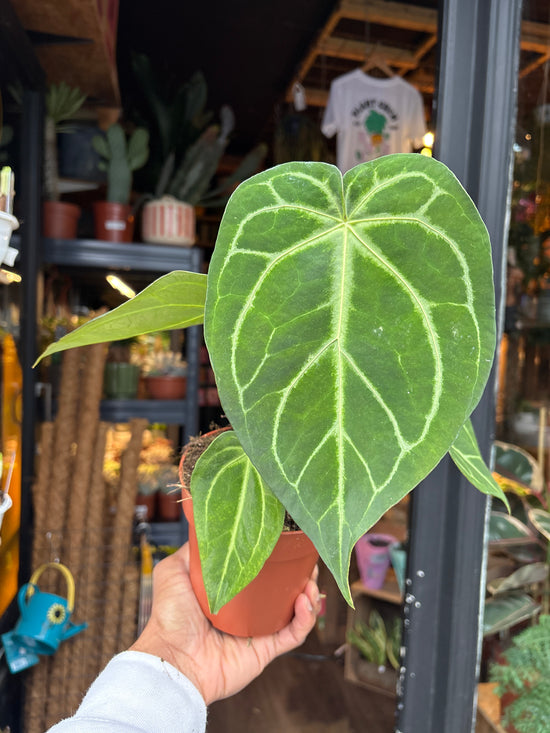 An Anthurium Magnificum plant in front of Urban Tropicana’s Plant Shop in Chiswick London