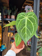 An Anthurium Magnificum plant in front of Urban Tropicana’s Plant Shop in Chiswick, London