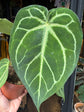 An Anthurium Magnificum plant in front of Urban Tropicana’s Plant Shop in Chiswick, London
