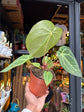 An Anthurium Magnificum plant in front of Urban Tropicana’s Plant Shop in Chiswick, London