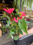An Anthurium Maine Pink plant in front of Urban Tropicana’s Plant Shop in Chiswick London