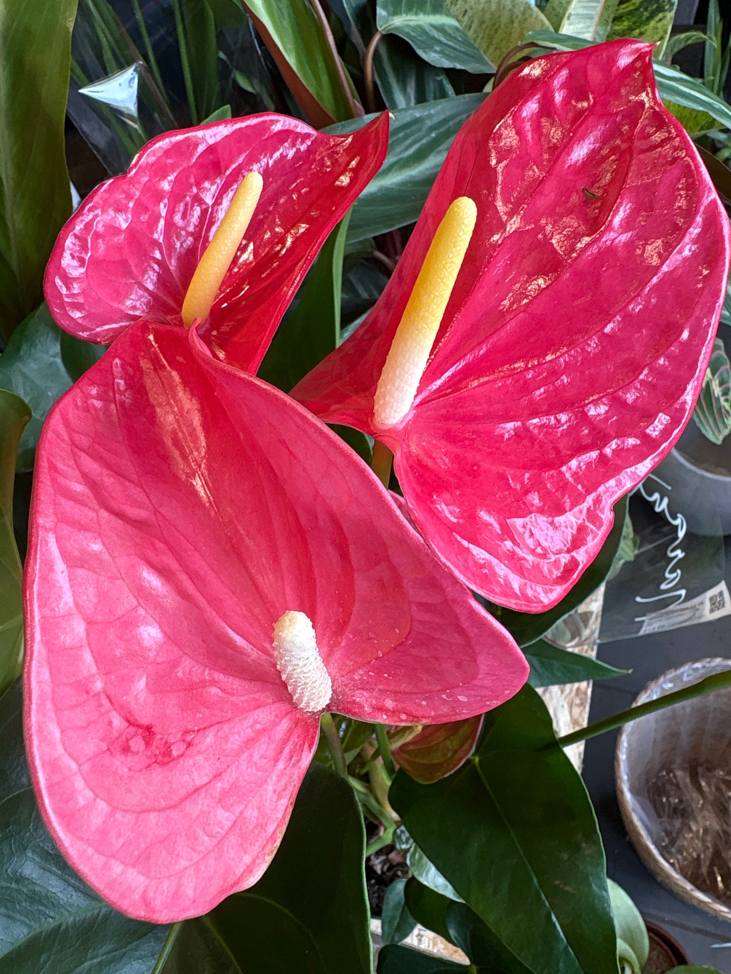 An Anthurium Maine Pink plant in front of Urban Tropicana’s Plant Shop in Chiswick London