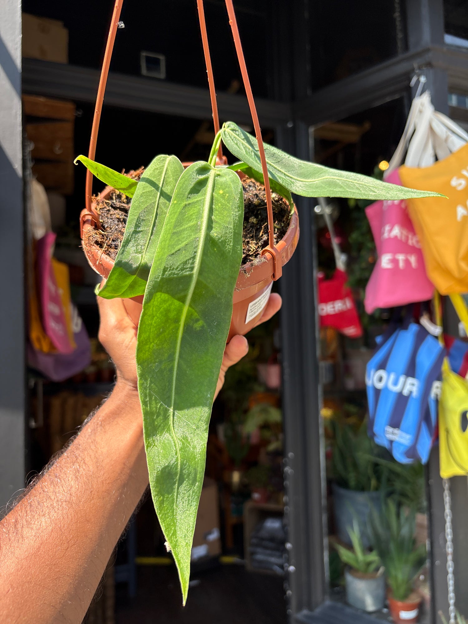 A Anthurium Pallidiflorum, commonly known as the Strap Leaf Anthurium, plant in front of Urban Tropicana’s plant shop in Chiswick, London