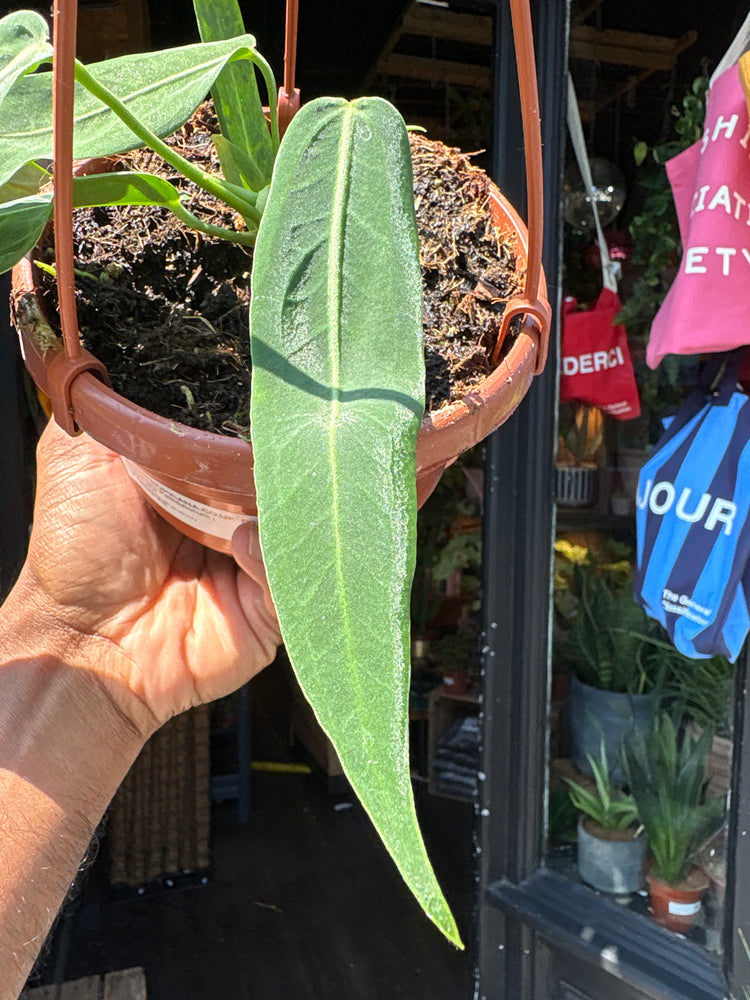 A Anthurium Pallidiflorum, commonly known as the Strap Leaf Anthurium, plant in front of Urban Tropicana’s plant shop in Chiswick, London