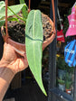 A Anthurium Pallidiflorum, commonly known as the Strap Leaf Anthurium, plant in front of Urban Tropicana’s plant shop in Chiswick, London