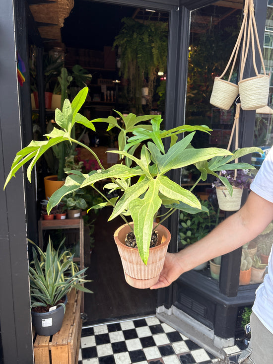 An Anthurium Podophyllum plant in front of Urban Tropicana’s plant shop in Chiswick London.