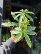 Anthurium polyschistum rare finger-leaf aroid plant in a nursery pot at Urban Tropicana plant shop in Chiswick, London.