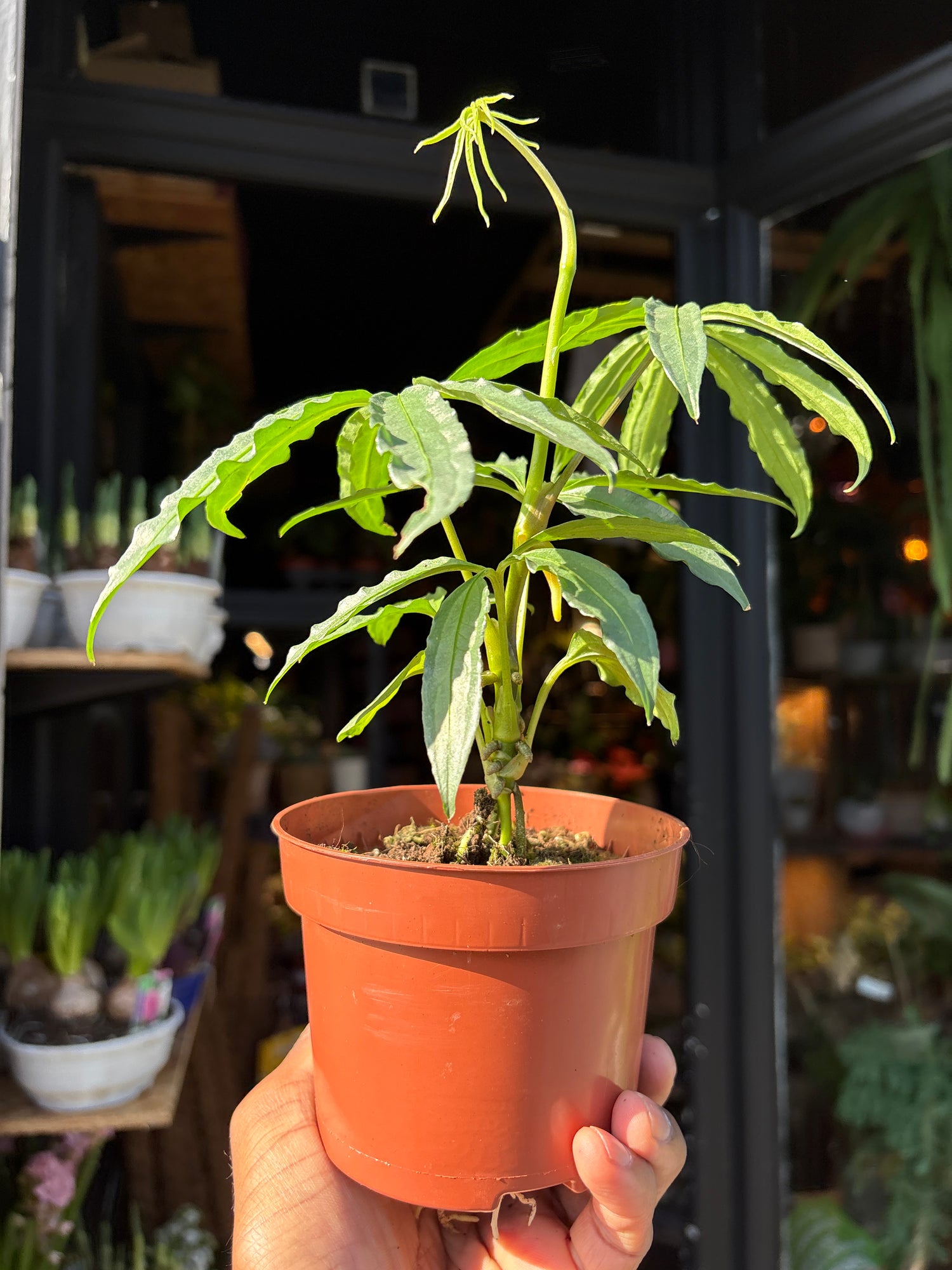 Anthurium polyschistum rare finger-leaf aroid plant in a nursery pot at Urban Tropicana plant shop in Chiswick, London.