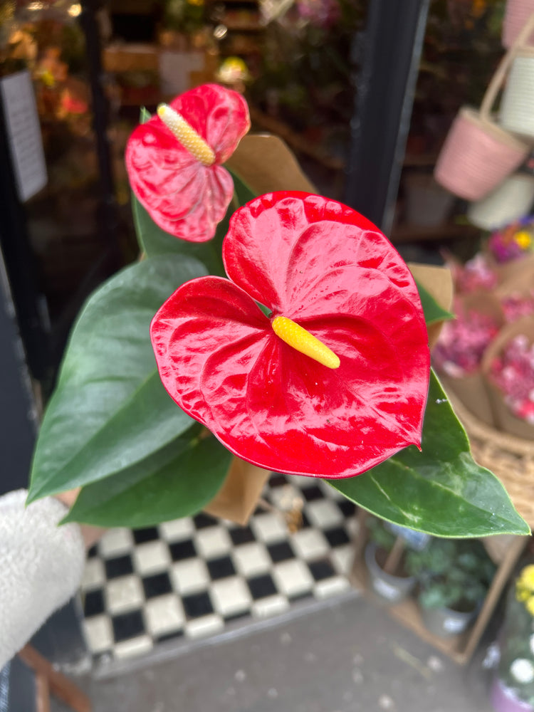 An Anthurium Red plant also known as a Flamingo plant in front of Urban Tropicana’s plant shop in Chiswick London 