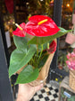 An Anthurium Red Plant also known as a Flamingo plant in front of Urban Tropicana’s plant shop in Chiswick London