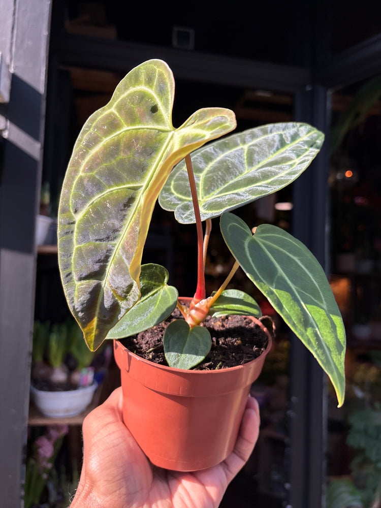 Anthurium regale rare velvet aroid plant displayed at Urban Tropicana plant shop in Chiswick, London.