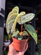 Anthurium regale rare velvet aroid plant displayed at Urban Tropicana plant shop in Chiswick, London.