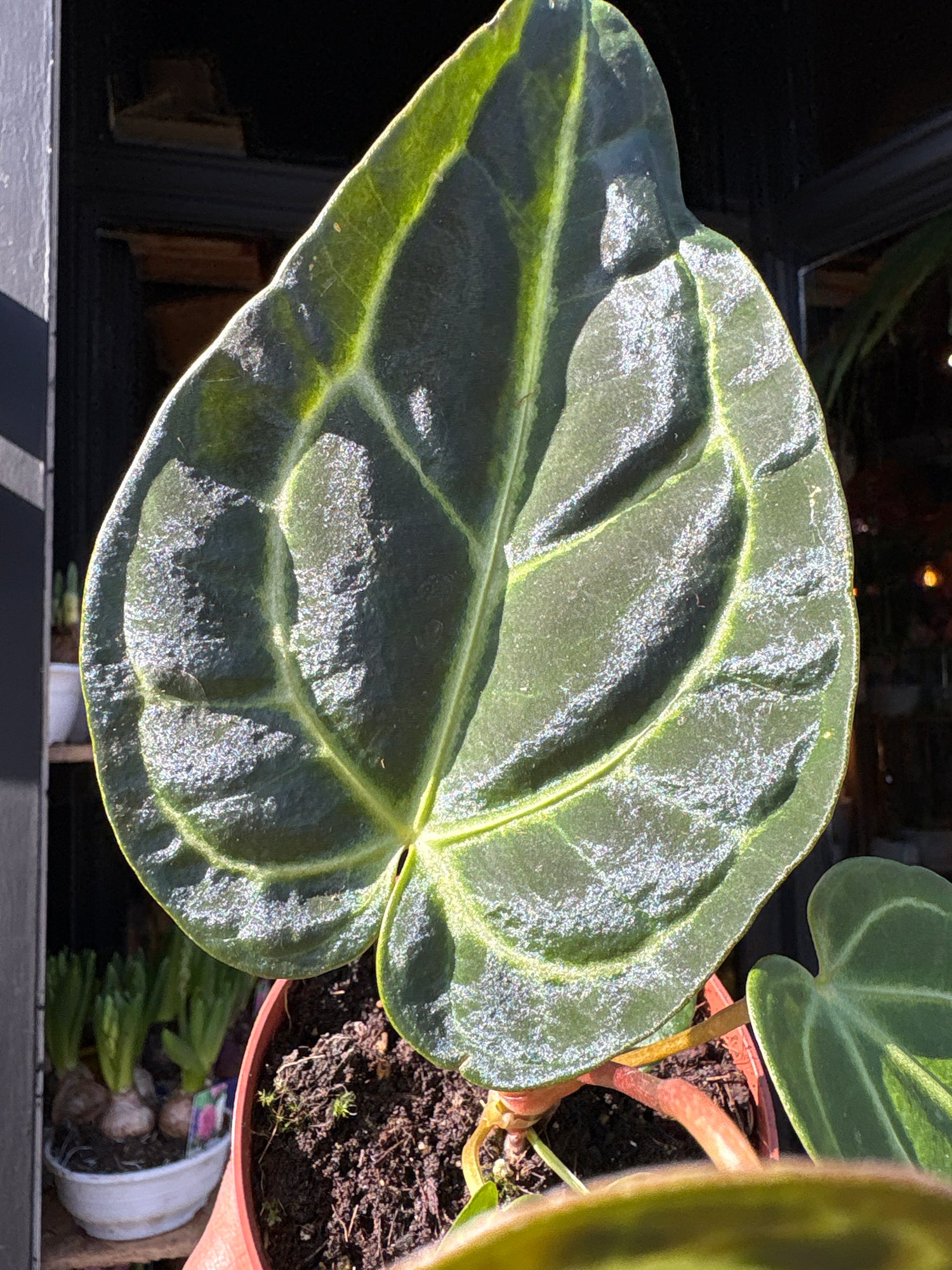 Anthurium regale rare velvet aroid plant displayed at Urban Tropicana plant shop in Chiswick, London.