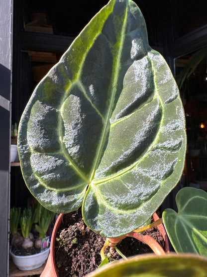 Anthurium regale rare velvet aroid plant displayed at Urban Tropicana plant shop in Chiswick, London.