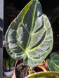 Anthurium regale rare velvet aroid plant displayed at Urban Tropicana plant shop in Chiswick, London.