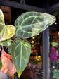 Anthurium regale rare velvet aroid plant displayed at Urban Tropicana plant shop in Chiswick, London.