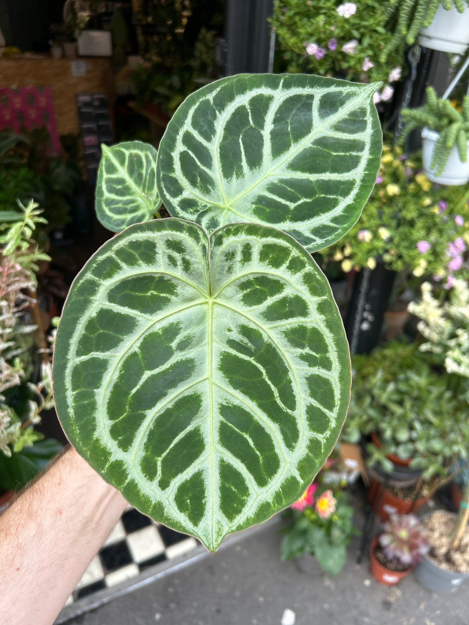 A Anthurium Silver Blush plant also known as a Anthurium Crystallinum plant in front of Urban Tropicana&
